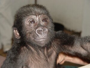 Baby Western Lowland Gorilla